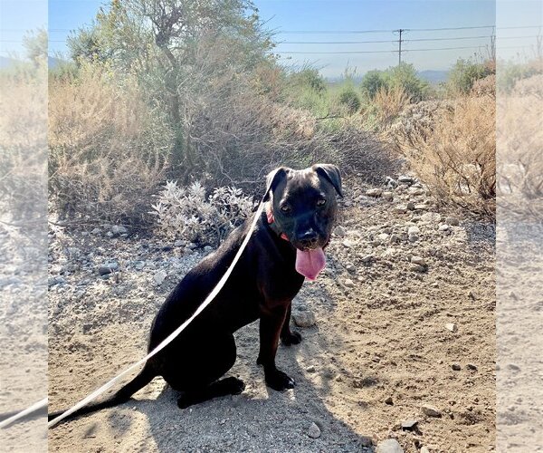 Medium Photo #19 American Pit Bull Terrier-Labrador Retriever Mix Puppy For Sale in San Bernardino , CA, USA