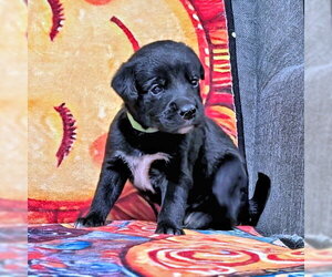 Golden Retriever-Unknown Mix Dogs for adoption in Rutherfordton, NC, USA