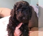Small Photo #3 Labradoodle Puppy For Sale in VIENNA, IL, USA