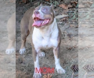 Mother of the American Bully puppies born on 02/10/2024