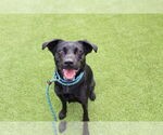 Small #3 Labrador Retriever Mix