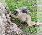 Small Photo #8 French Bulldog Puppy For Sale in BAKERSFIELD, CA, USA