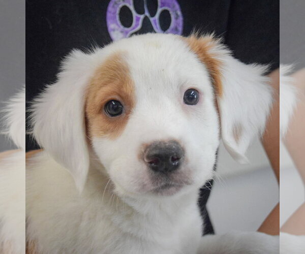 Medium Photo #6 Colonial Cocker Spaniel-English Setter Mix Puppy For Sale in Huntley, IL, USA