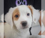 Small #5 Colonial Cocker Spaniel-English Setter Mix