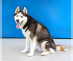 Small #1 Siberian Husky