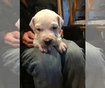 Small Photo #4 Dogo Argentino Puppy For Sale in CANON CITY, CO, USA