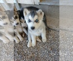Small Photo #2 Siberian Husky Puppy For Sale in TUCSON, AZ, USA