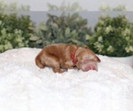 Small Photo #2 Australian Labradoodle Puppy For Sale in MACON, IL, USA