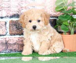 Poochon Puppy for sale in BEL AIR, MD, USA