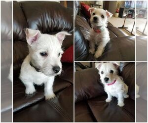 West Highland White Terrier Puppy for sale in OMAHA, NE, USA