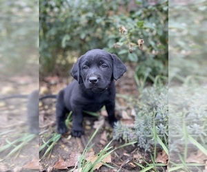 Labrador Retriever Puppy for sale in COON VALLEY, WI, USA