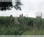 Image preview for Ad Listing. Nickname: Litter of 8
