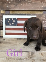 Labrador Retriever Puppy for sale in BOWIE, TX, USA