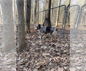 Australian Shepherd Dogs for adoption in York, SC, USA