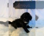 Small Photo #2 Aussiedoodle-Poodle (Miniature) Mix Puppy For Sale in REEDS SPRING, MO, USA