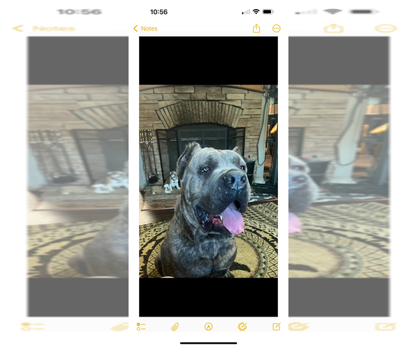 Medium Photo #1 Cane Corso Puppy For Sale in NEW TAZEWELL, TN, USA