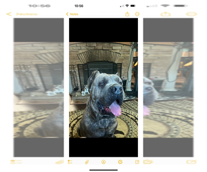 Father of the Cane Corso puppies born on 01/05/2026