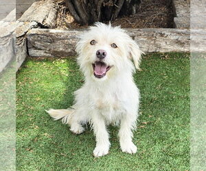 Darling Lil Mr Darby ~ Westiepoo - Male Mutt Dog for Adoption