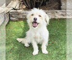 Darling Lil Mr Darby ~ Westiepoo - Male Mutt Dog for Adoption - Small photo
