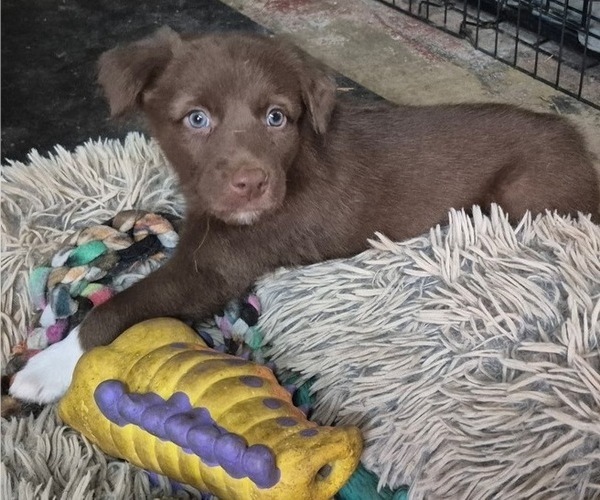 Medium Photo #1 Border-Aussie Puppy For Sale in BLUE RIVER, WI, USA