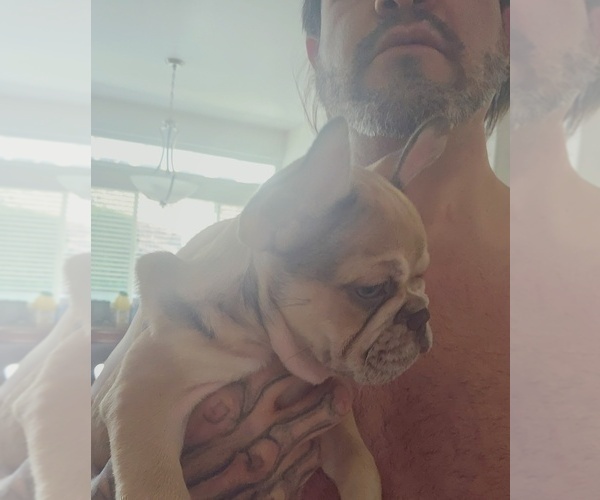 Medium Photo #18 French Bulldog Puppy For Sale in CHINO HILLS, CA, USA