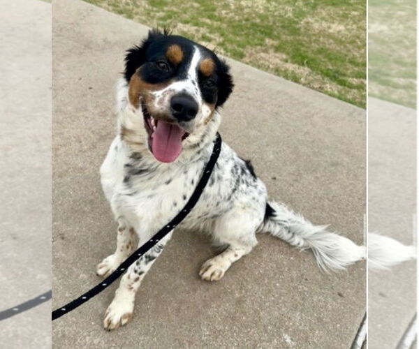 Medium Photo #2 Colonial Cocker Spaniel-Unknown Mix Puppy For Sale in Canton, CT, USA
