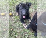 Small #1 German Shepherd Dog