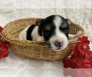 Morkie Puppy for Sale in WINSLOW, Arkansas USA