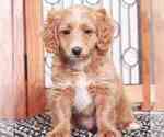 Small Photo #2 Goldendoodle (Miniature) Puppy For Sale in NAPLES, FL, USA