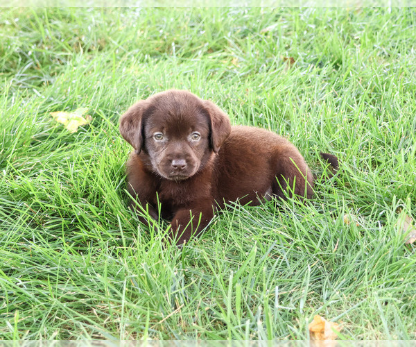 Medium Photo #1 Labrador Retriever Puppy For Sale in SYRACUSE, IN, USA