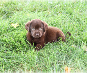 Labrador Retriever Puppy for sale in SYRACUSE, IN, USA