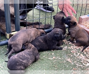 Belgian Malinois Puppy for sale in OCEANSIDE, CA, USA