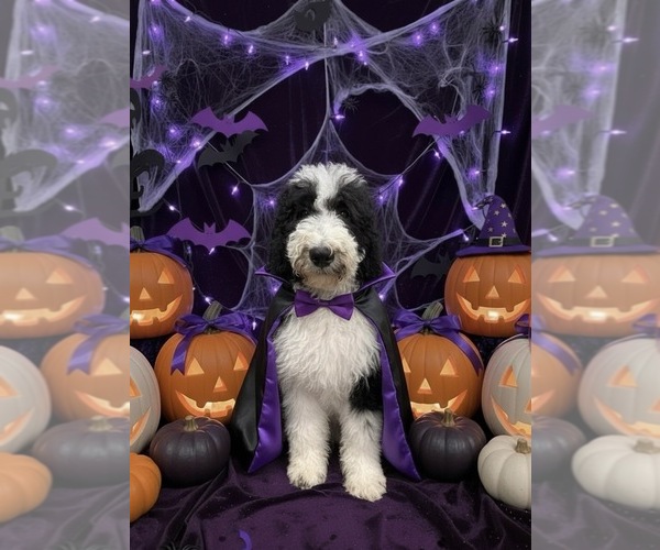 Medium Photo #1 Bernedoodle Puppy For Sale in MENIFEE, CA, USA