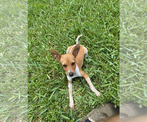 Medium Photo #2 Mutt Puppy For Sale in Miami, FL, USA