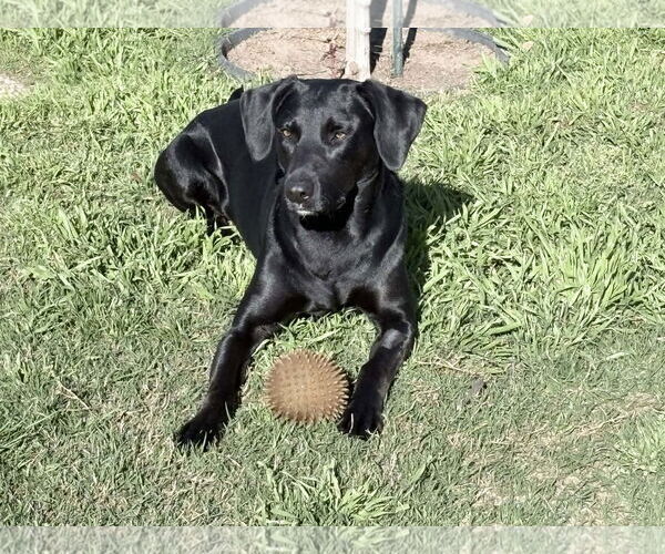 Medium Photo #2 Labrador Retriever Puppy For Sale in Clovis, CA, USA