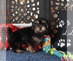 Small #3 Shorkie Tzu