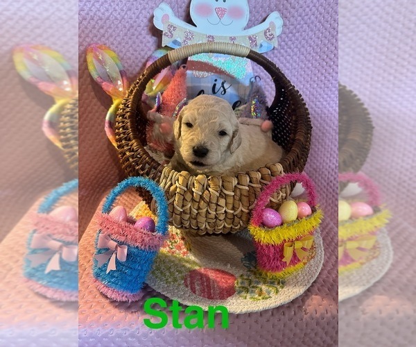 Medium Photo #2 Goldendoodle Puppy For Sale in TROY, IL, USA