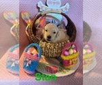 Small Photo #2 Goldendoodle Puppy For Sale in TROY, IL, USA