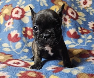 French Bulldog Puppy for sale in WALSH, IL, USA