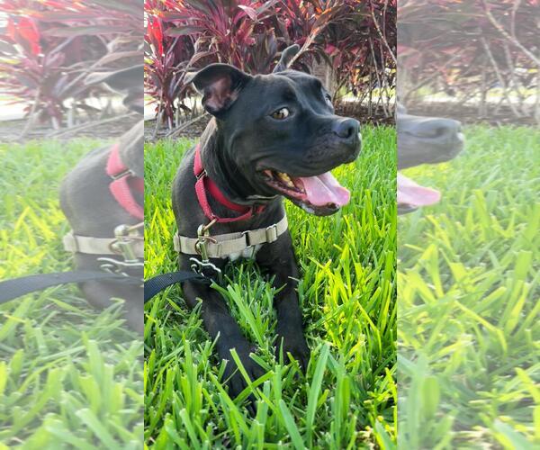 Medium Photo #1 American Pit Bull Terrier-Unknown Mix Puppy For Sale in Pompano Beach , FL, USA
