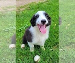 Puppy Austin English Shepherd