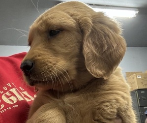 Golden Retriever Puppy for sale in TRACY, MN, USA