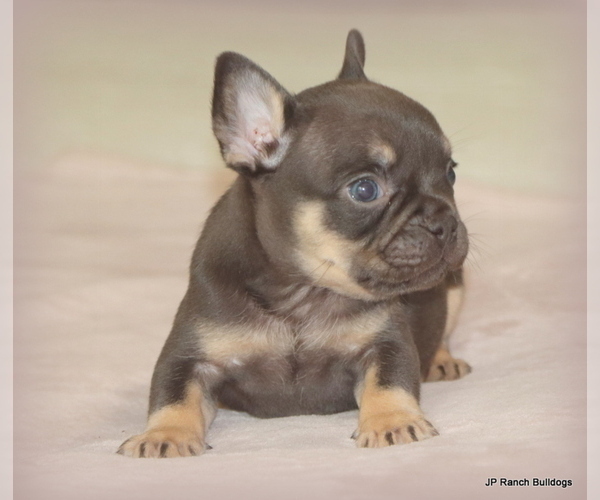 Medium Photo #7 French Bulldog Puppy For Sale in WINNSBORO, TX, USA