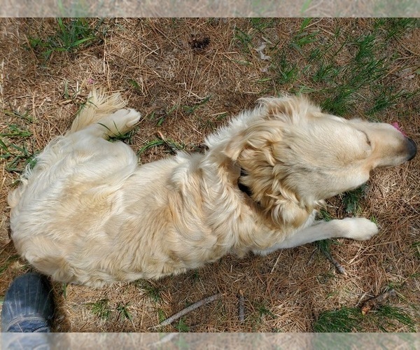 Medium Photo #7 English Cream Golden Retriever Puppy For Sale in COLORADO SPRINGS, CO, USA
