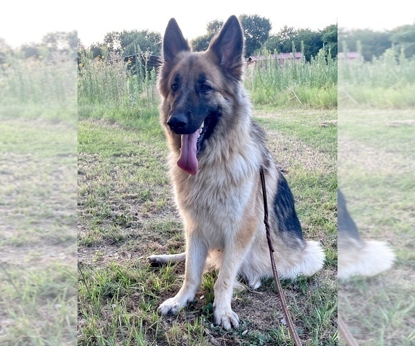 Medium Photo #1 German Shepherd Dog Puppy For Sale in WACO, TX, USA