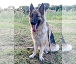 Small Photo #1 German Shepherd Dog Puppy For Sale in WACO, TX, USA