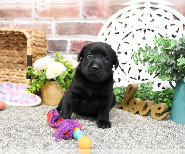Medium Photo #18 Labrador Retriever Puppy For Sale in SYRACUSE, IN, USA