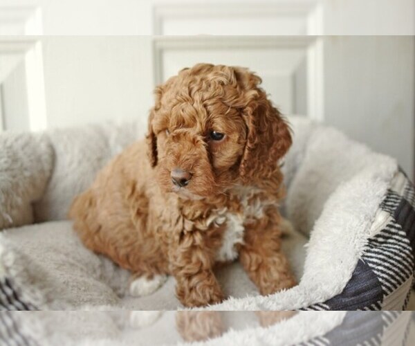 Full screen Photo #5 English Cocker Spaniel-Poodle (Miniature) Mix Puppy For Sale in SALEM, MO, USA