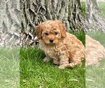Small #2 Cavapoo