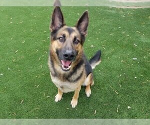 German Shepherd Dog Dogs for adoption in Corona, CA, USA
